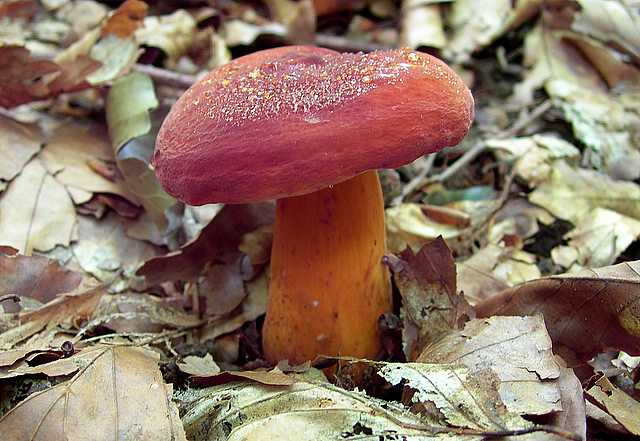 2005 :  Un anno di funghi